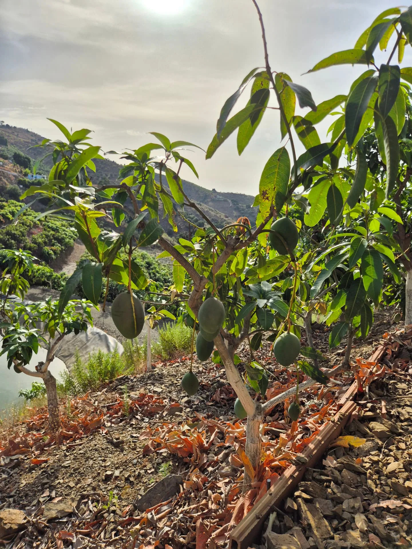 Terreno y paisaje de cultivo subtropical en la Axarquía
