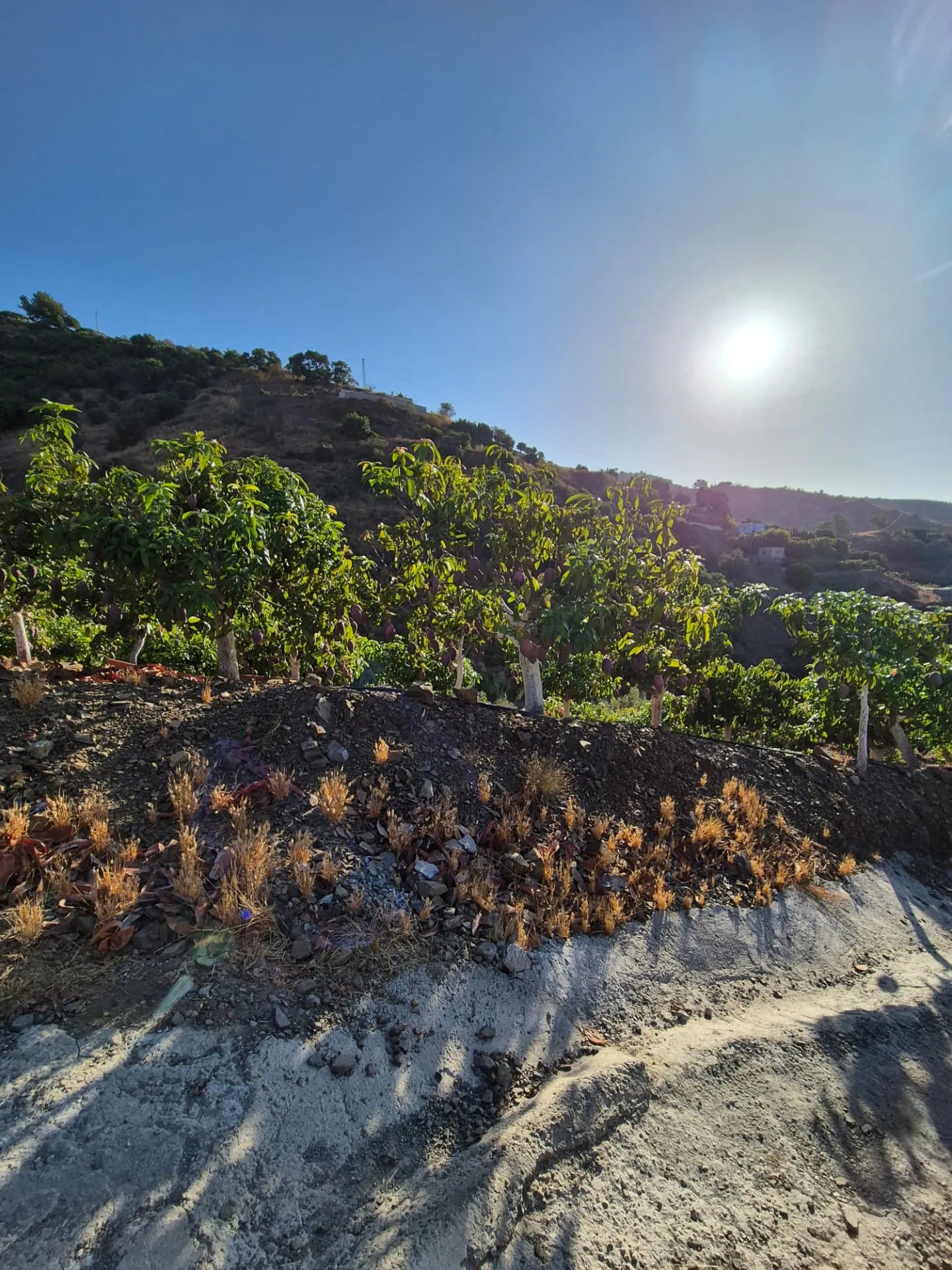 Finca de mango en bancales sobre las laderas de la Axarquía